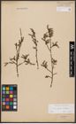 Foto von Salix aurita L. x Salix repens L.